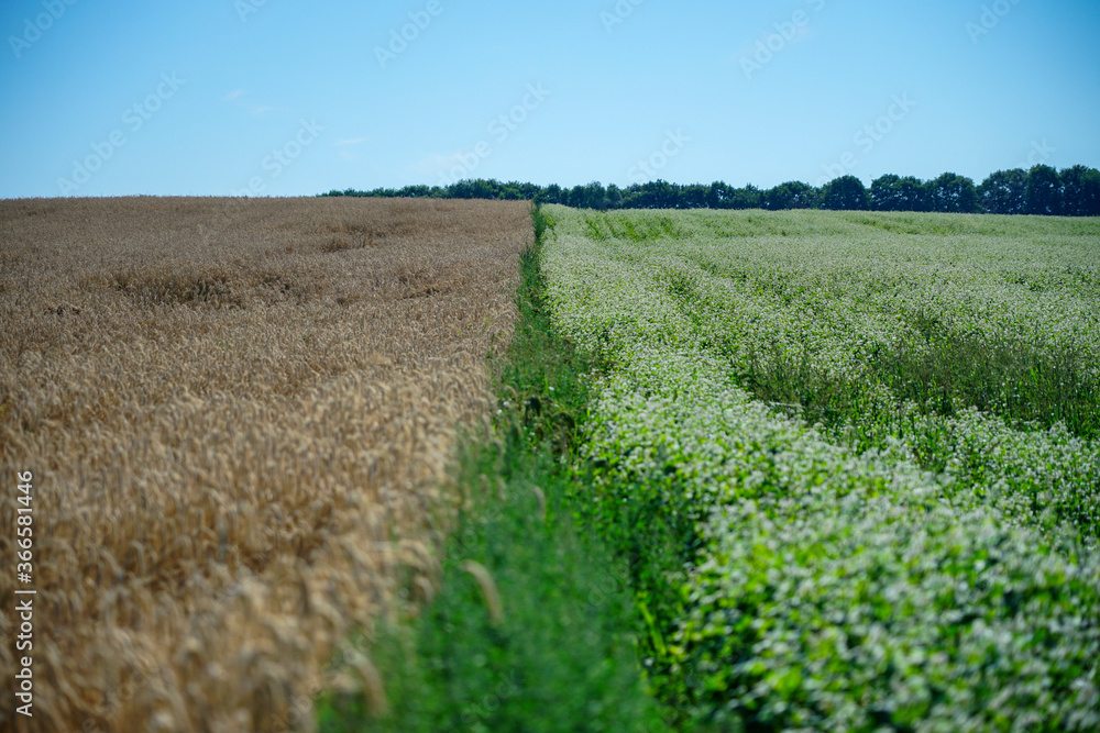 wheat and buckwheat field touch, border of two fields