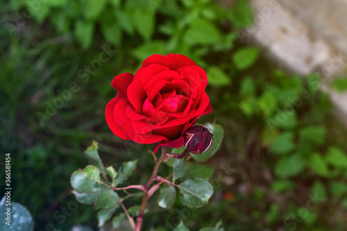 red rose shown from above. top view green bush. Background with many red summer flowers.