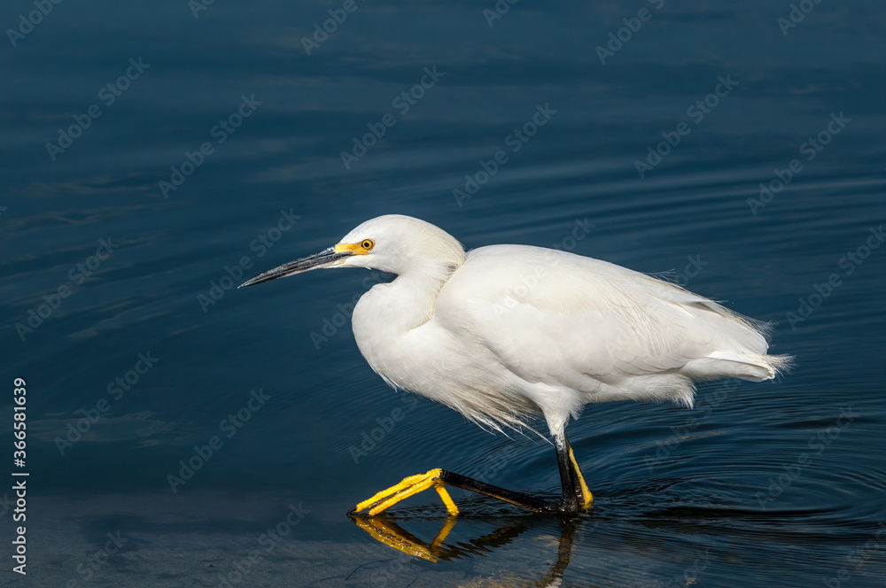 Snowy Egret (Egretta thula) in Malibu lagoon, California, USA Snowy Egret (Egretta thula) in Malibu lagoon, California, USA