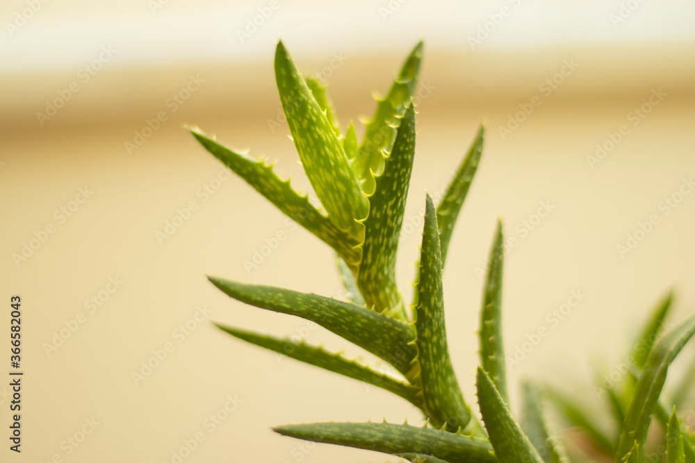 Fototapeta premium a kind of barbed cactus that grows in pots.