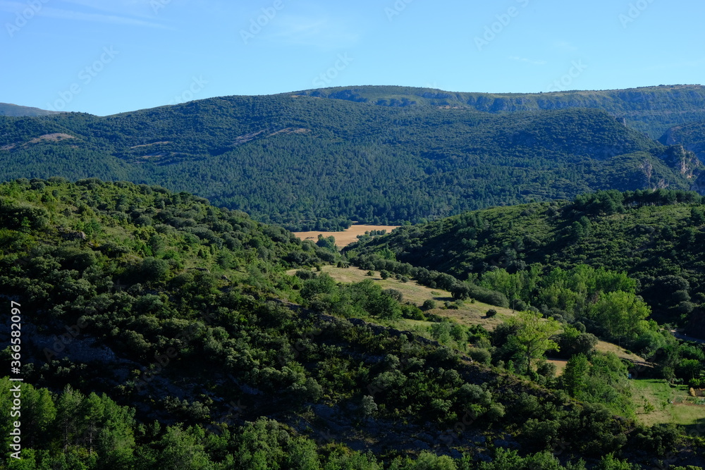 Landscape of nature with trees and bushes