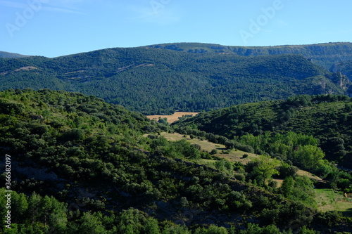 Landscape of nature with trees and bushes