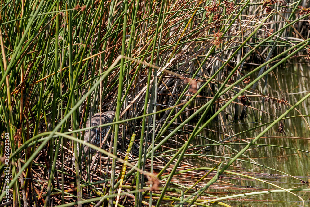 Immature Black-crowned Night-Herron (Nycticorax nycticorax) in Malibu Lagoon, California, USA Immature Black-crowned Night-Herron (Nycticorax nycticorax) in Malibu Lagoon, California, USA