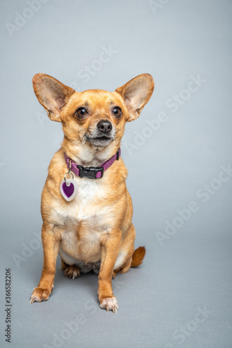 Cute small Chihuahua dog on gray background