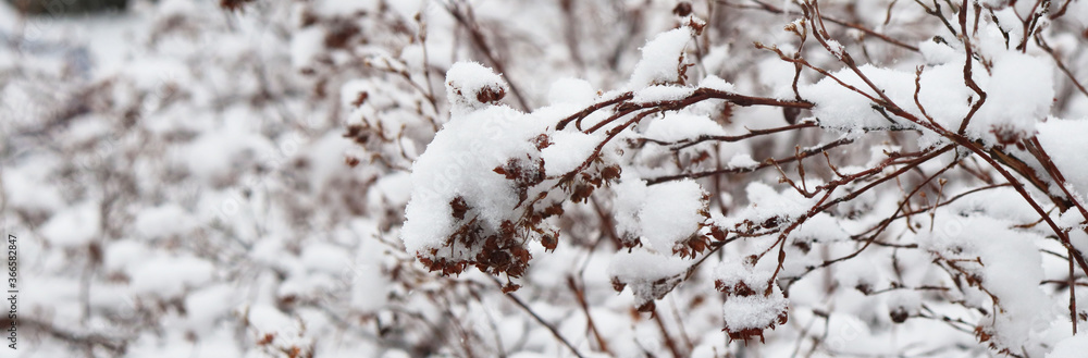 shrubs in the snow, white background shrubs in the snow, white background