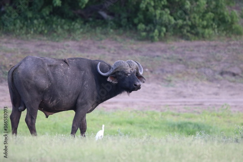 African Buffalo bathing in the Chobe River in Botswana