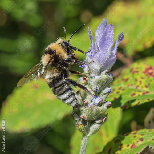 Bombus subterraneus