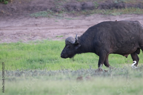 Fototapeta Naklejka Na Ścianę i Meble -  African Buffalo bathing in the Chobe River in Botswana