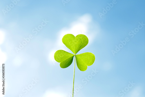 Clover leaf against a blue cloudy sky. Clover symbol of good luck and prosperity, close-up. © InWay