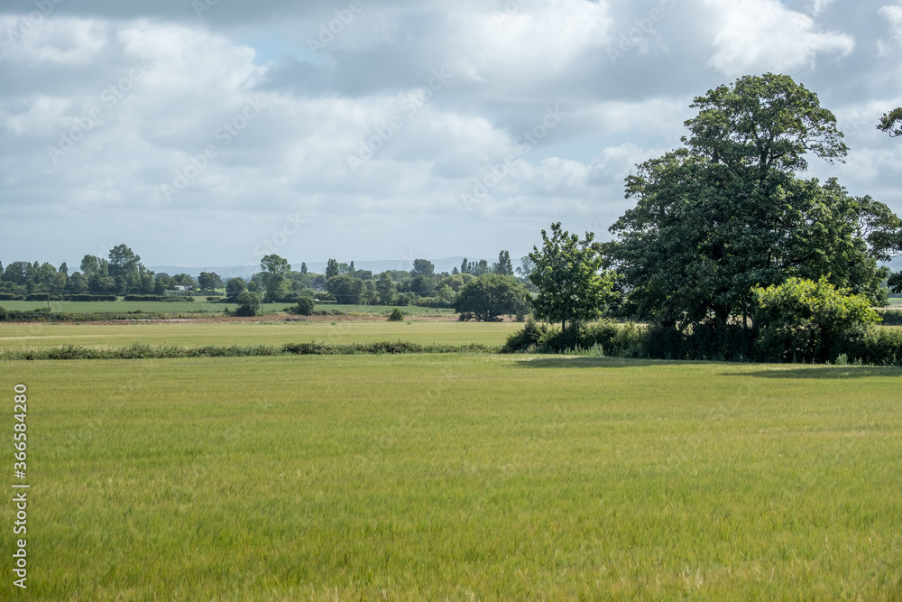 Farmers Wheat Field, Burscough, West Lancashire. July 2020 Farmers Wheat Field, Burscough, West Lancashire. July 2020