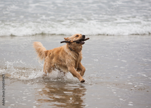 Two dog retrieving a stick in the surf at Lincoln City, Oregon.