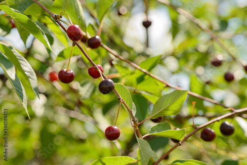 Ripe cherry berries on green branches in the garden