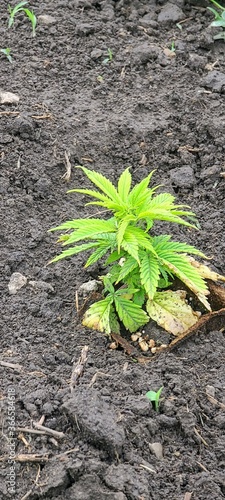 Hemp Plant