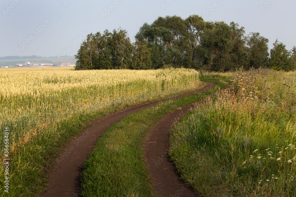 Obraz premium Country road running through a field of ripening wheat.
