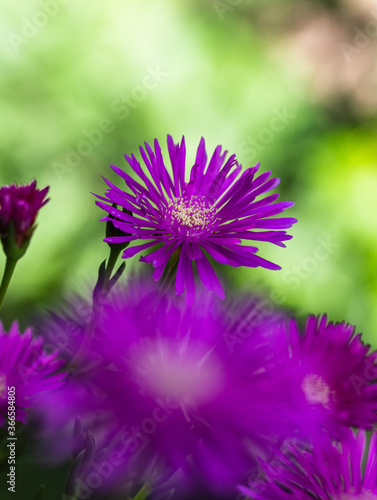 Pink Aptenia cordifolia plant close-up. Background for studies on nature.