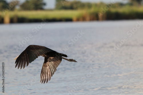 African Openbill bird by the Chobe River in Botswana, Africa