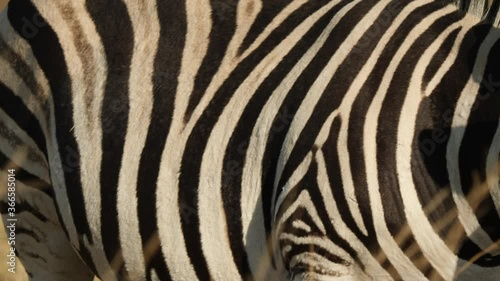 Plains Zebra Close up in South Africa