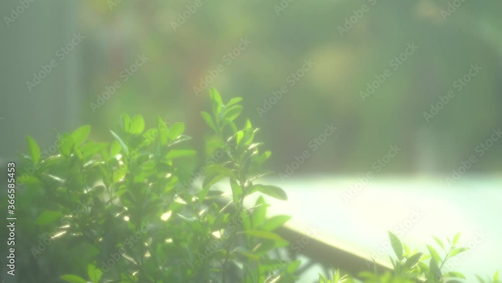 Dreamy balcony plant leaves with sunshine 4k (30fps) Dreamy balcony plant leaves with sunshine 4k (30fps)
