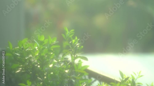 Dreamy balcony plant leaves with sunshine 4k (30fps)