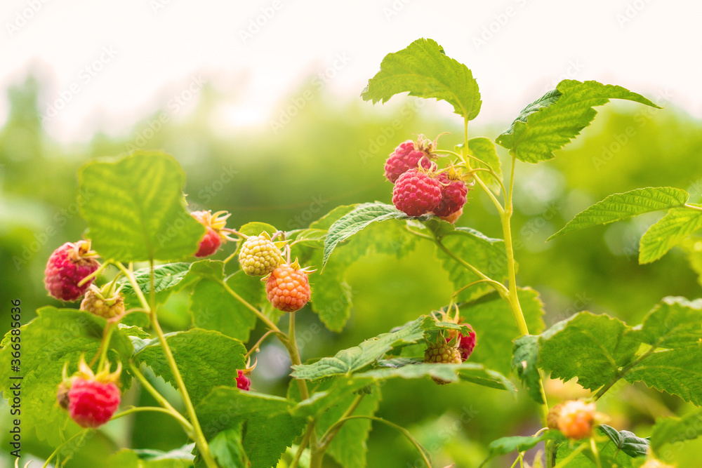 raspberries on a branch in the sun