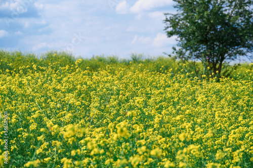 beautiful summer landscape - a meadow with yellow flowers in the forest on a bright Sunny day © soleg