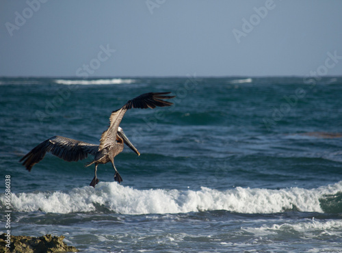 Caribbean birds. Birdwatching. Brown pelican  Pelecanus occidentalis  flying. The blue ocean and sea waves in the background.