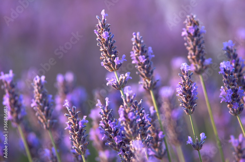 Fototapeta Naklejka Na Ścianę i Meble -  Glade of purple lavender on a sunny day.