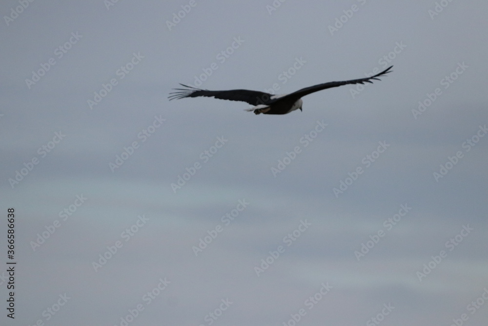 African Fish Eagle flying by the Chobe River in Botswana African Fish Eagle flying by the Chobe River in Botswana