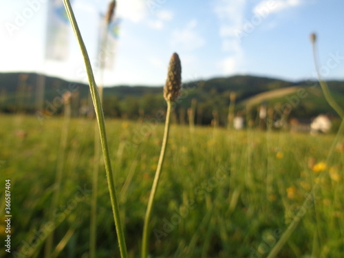 Wiese, Himmel