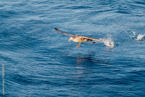 Northern Giant Petrel  Macronectes halli  in South Atlantic Ocean  Southern Ocean  Antarctica