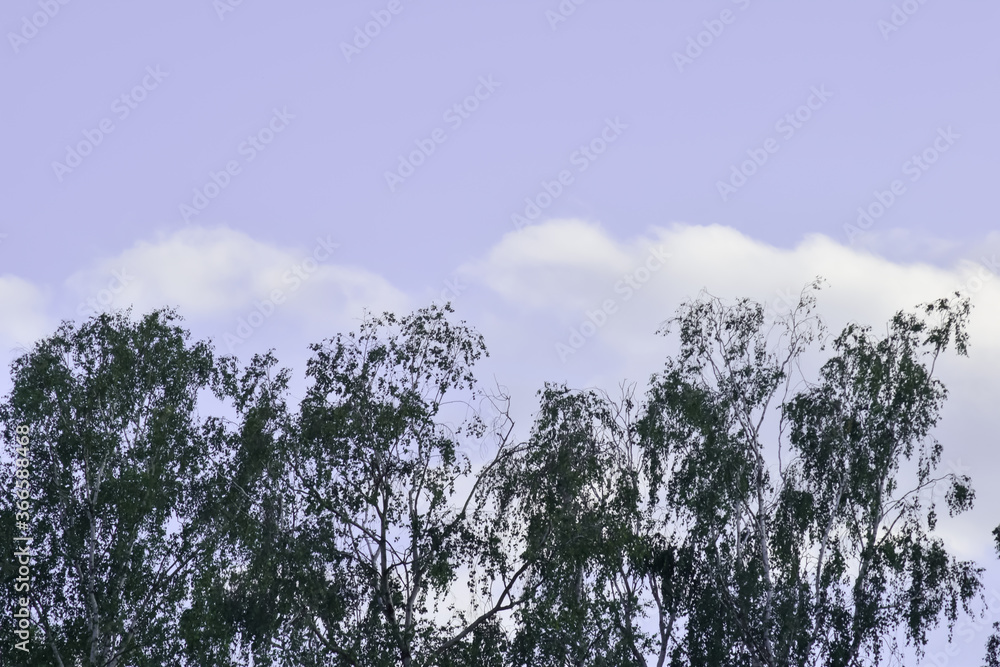 Obraz premium Cienkie gałęzie drzewa na tle błękitnego nieba.