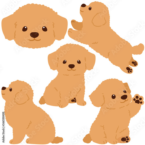 Flat colored Chihuahua Poodle Mix puppy illustrations set