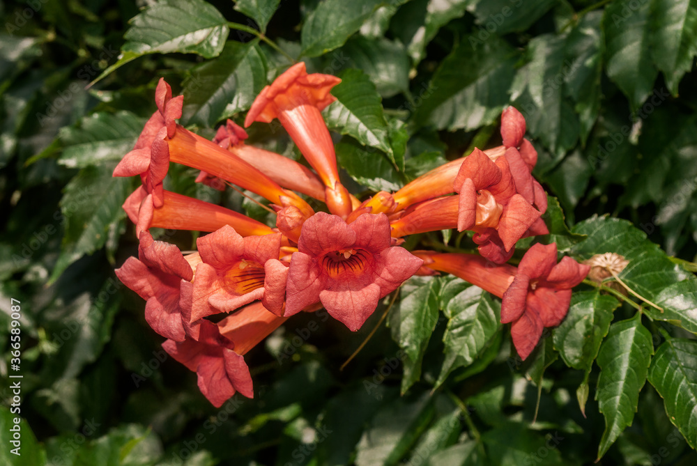Trumpet Vine (Campsis radicans) in park, Crimea Trumpet Vine (Campsis radicans) in park, Crimea