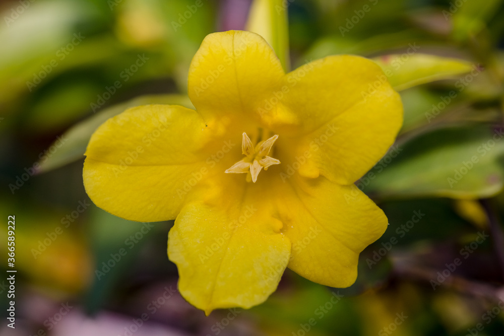 Beautiful spring nature. Top view of Crocus Chrysanthus Goldilocks yellow flower Beautiful spring nature. Top view of Crocus Chrysanthus Goldilocks yellow flower