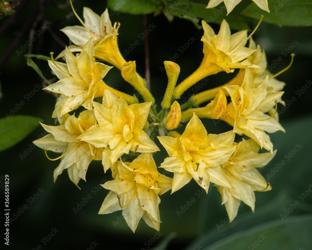 Obraz premium Yellow Rohoddendron Cluster
