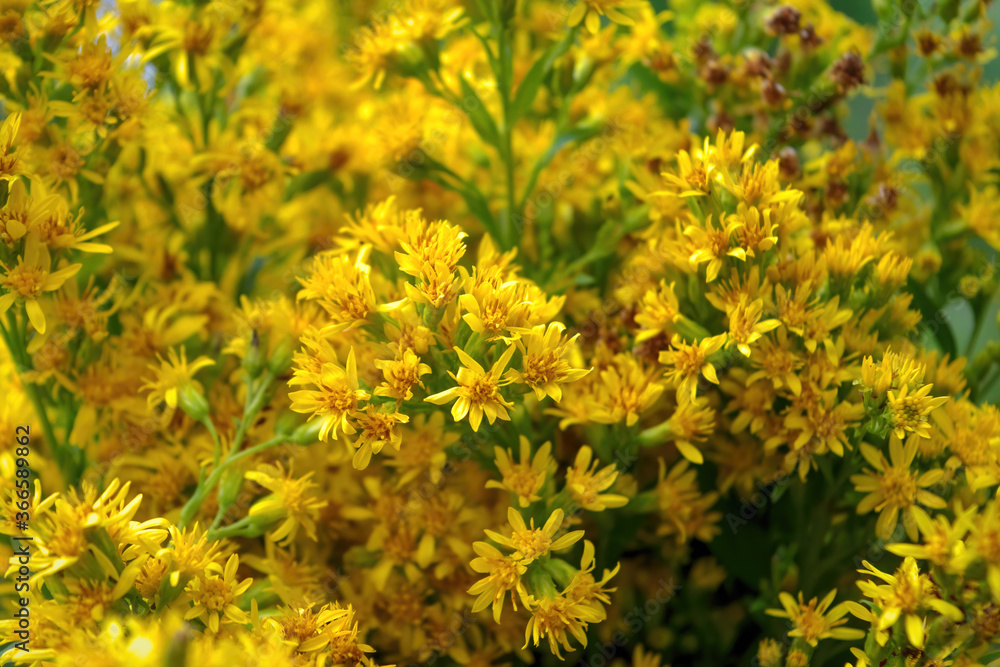 Flowering St John's wort Hypericum perforatum also known as Tipton's Weed, Chase-devil, or Klamath weed. Flowering St John's wort Hypericum perforatum also known as Tipton's Weed, Chase-devil, or Klamath weed.