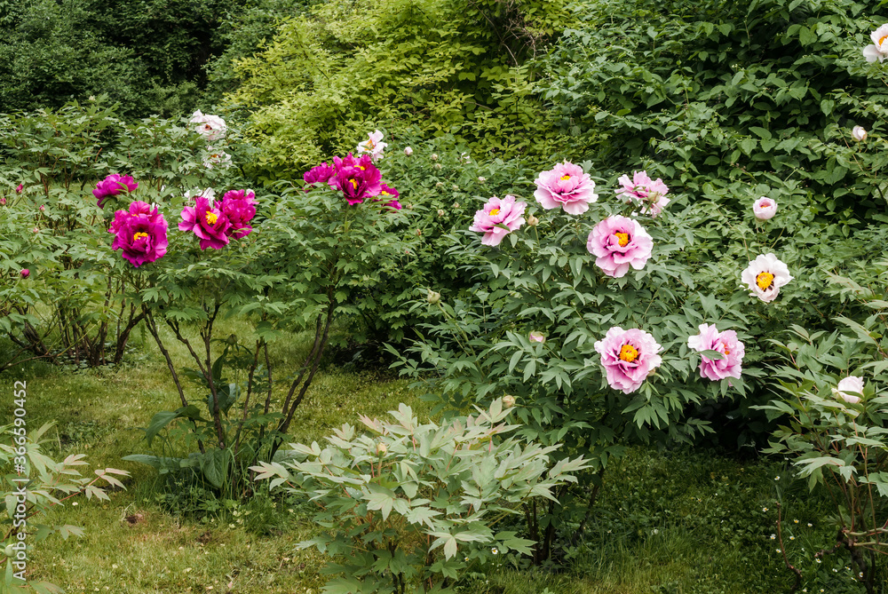 Moutan Tree Peony (Paeonia suffruticosa) in park Moutan Tree Peony (Paeonia suffruticosa) in park