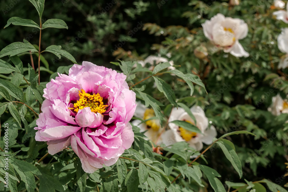 Moutan Tree Peony (Paeonia suffruticosa) in park Moutan Tree Peony (Paeonia suffruticosa) in park