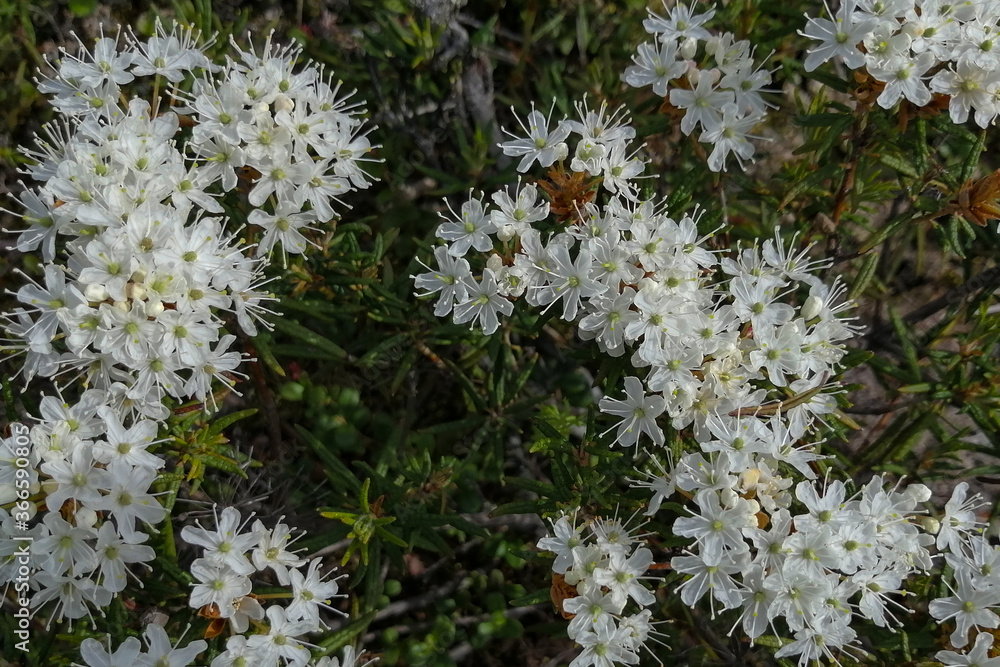 Small white inflorescences of the wild rosemary shrub from the heather family, the genus rhododendron, growing in the northern tundra. Summer nature of the tundra. Unique polar flora. Small white inflorescences of the wild rosemary shrub from the heather family, the genus rhododendron, growing in the northern tundra. Summer nature of the tundra. Unique polar flora.