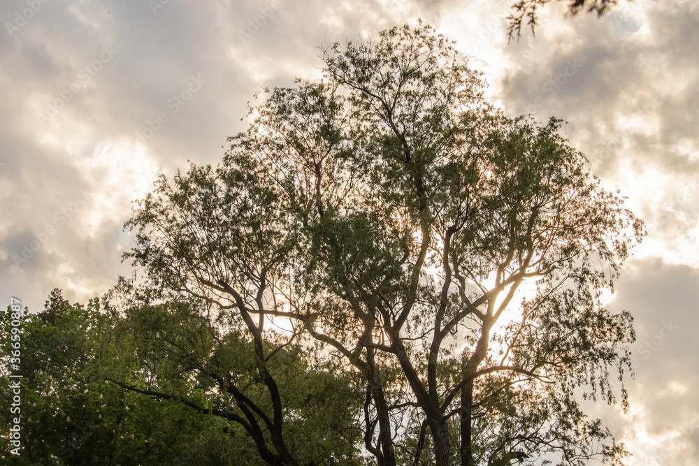 Tree Silhouette Against a Partly Cloudy Sky Tree Silhouette Against a Partly Cloudy Sky