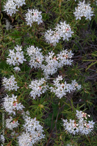 Small white inflorescences of the wild rosemary shrub from the heather family, the genus rhododendron, growing in the northern tundra. Summer nature of the tundra. Unique polar flora.
