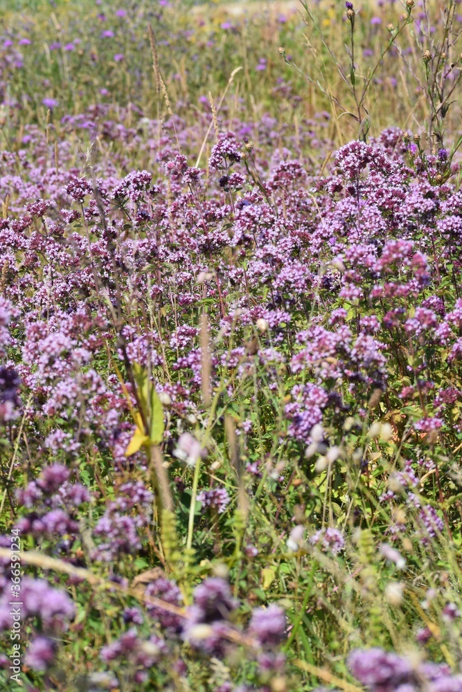 Thyme Thyme