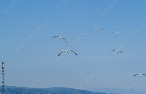 Evia island, Greece - June 28. 2020: Sea gull in a natural environment 
