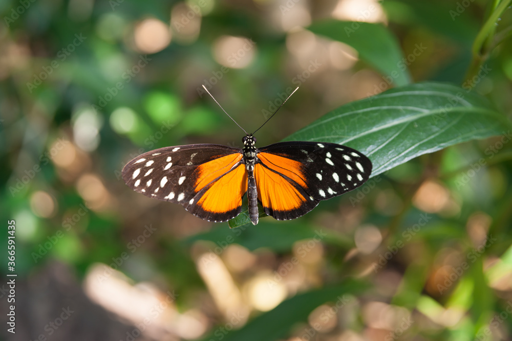 Butterfly with wings open Butterfly with wings open