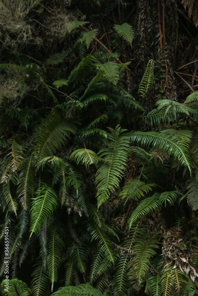 fern in the jungle