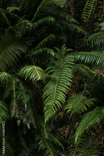 fern in the forest