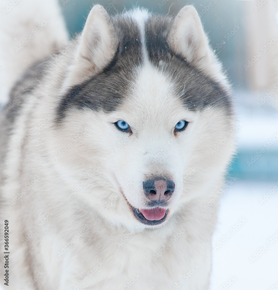 Portrait of a siberian husky