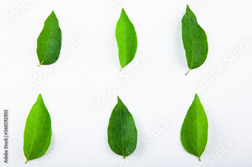 image of leaf white background 