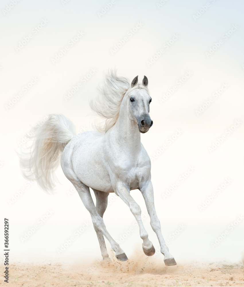 Beautiful arabian stallion running on freedom