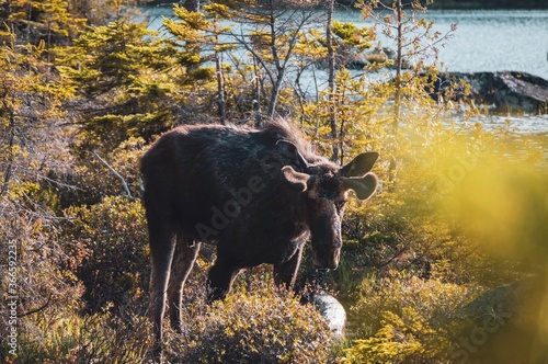 Wandering Moose pt. 4